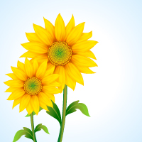 free vector Beautiful sunflower vector